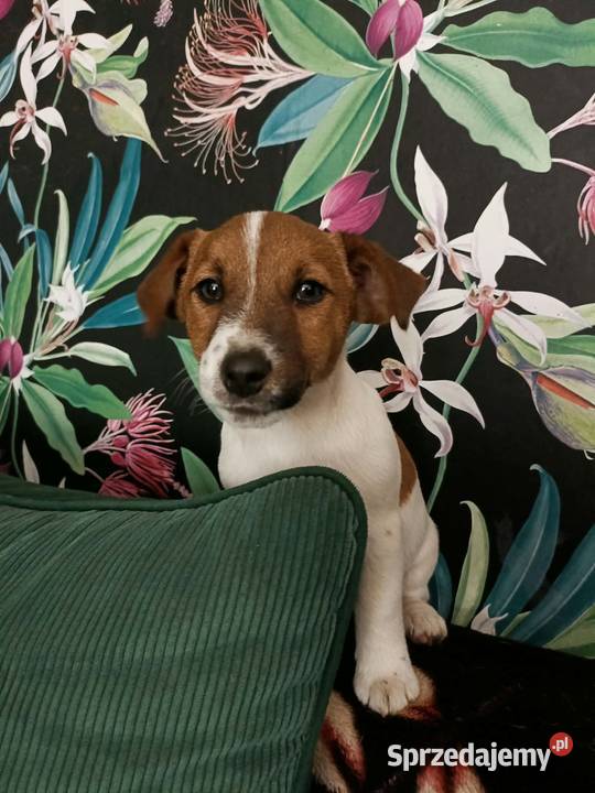Wzorcowe Jack Russell terrier doskonała budowa Krapkowice sprzedam