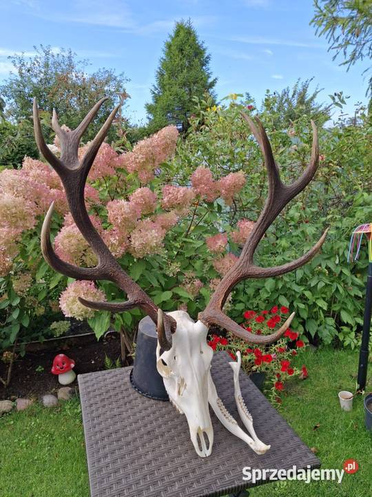 Poroże wieniec jelenia Luzino sprzedam