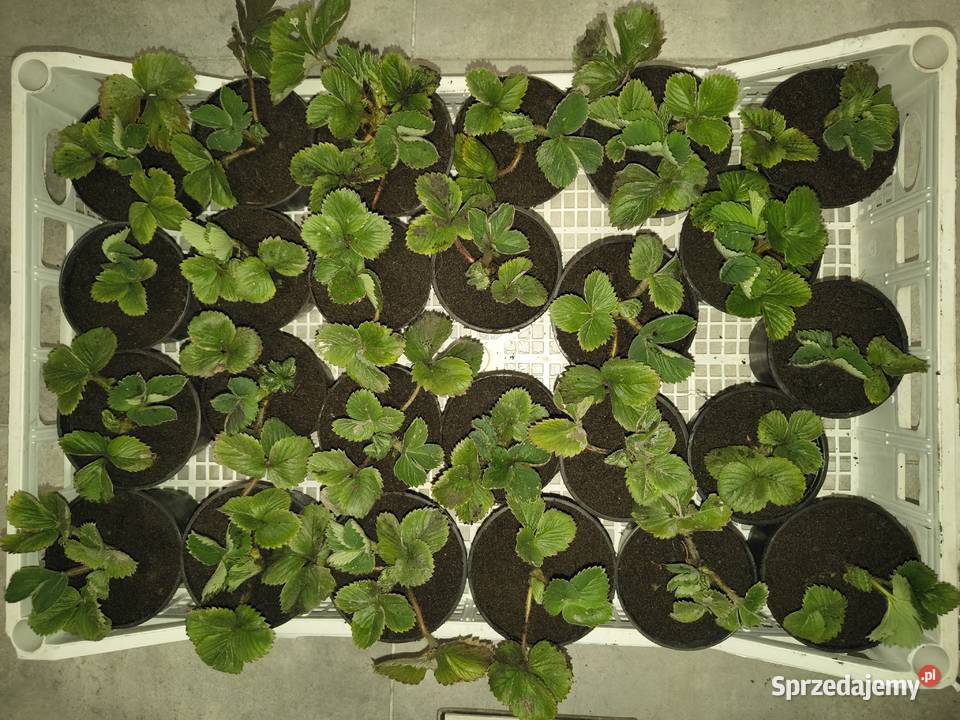 Sadzonki Truskawek 100 Ekologiczna uprawa w Pozostałe Pozostałe śląskie Jaworzno