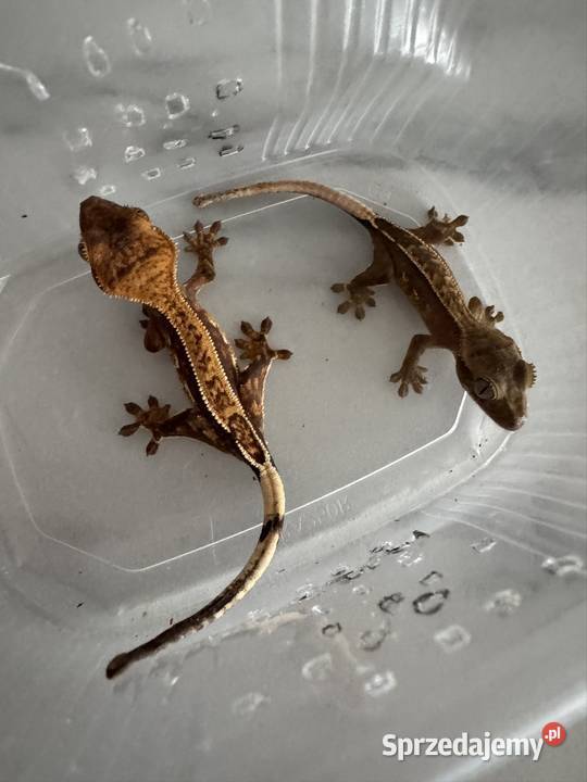 Gekon orzęsiony mazowieckie Łomianki