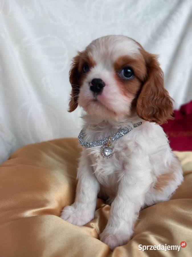 Cavalier King Charles Spaniel Strzelce Opolskie