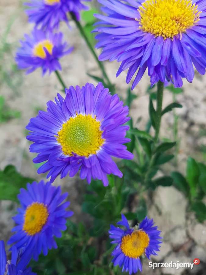 Aster Marcinek fioletowy niski wieloletni