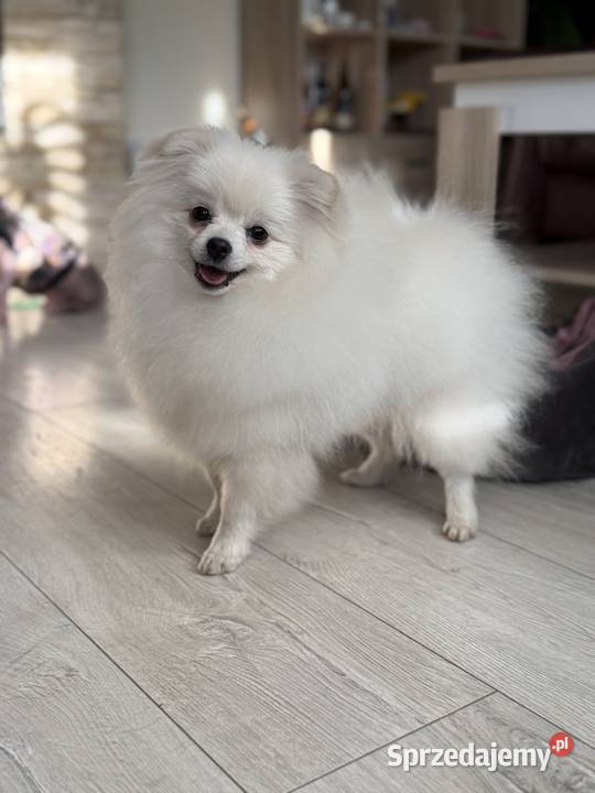 Pomeranian Szpic Miniaturowy Biały FCI Szpic miniaturowy Tomaszów Lubelski