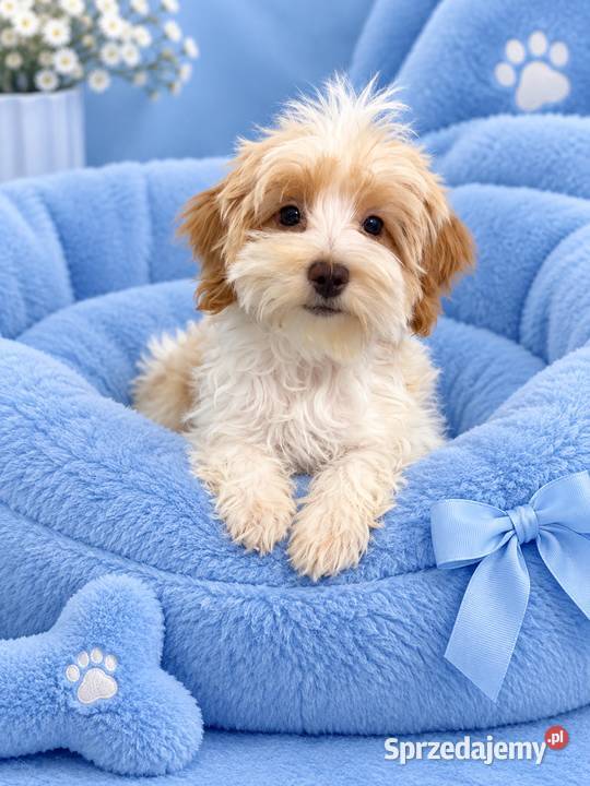 Odchowany dwukolorowy Maltipoo Maltańczyk Pudel