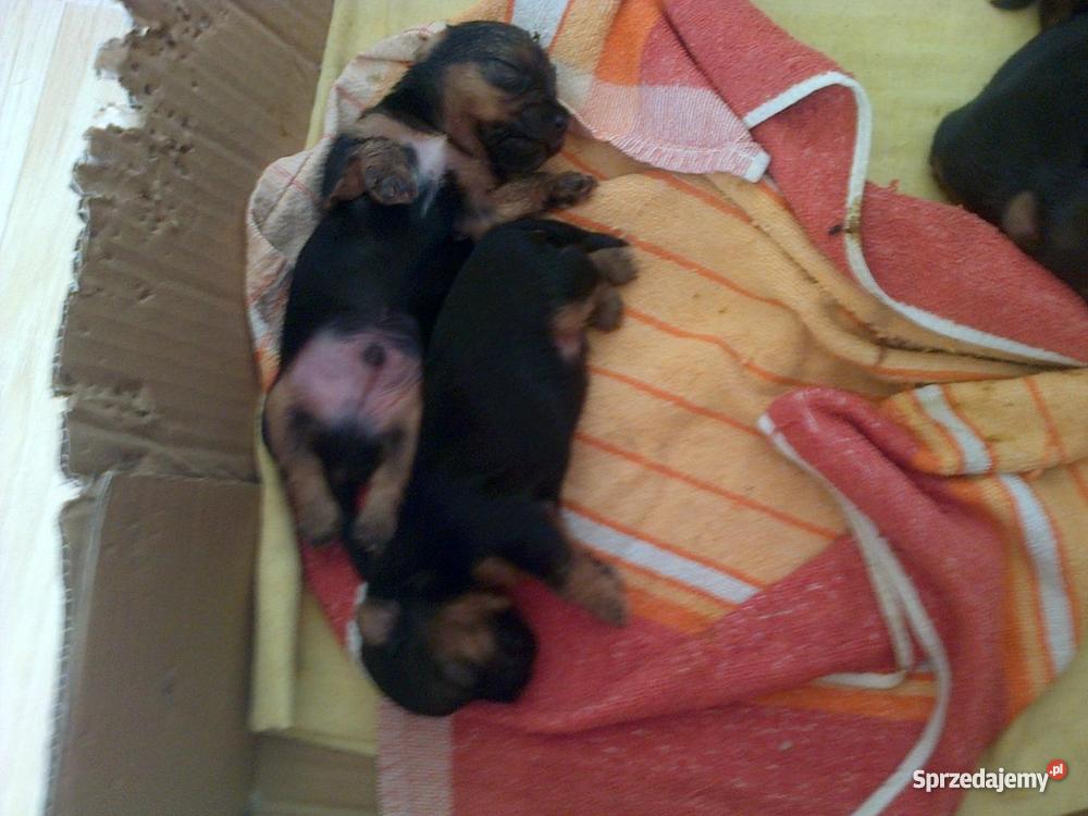 Szczeniacki rasy Yorkshire Terrier MINIATURKI Koszalin