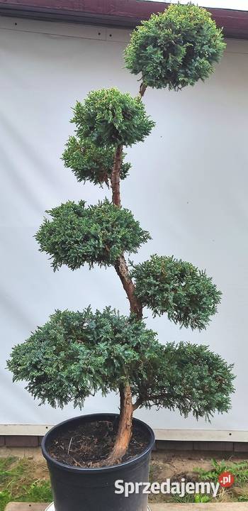 Bonsai Niwaki jałowiec łuskowy Holger podkarpackie Medynia Łańcucka