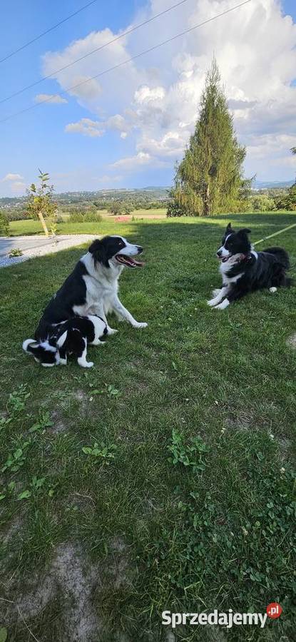 Suczka Border Collie Pozostałe małopolskie Nowy Sącz