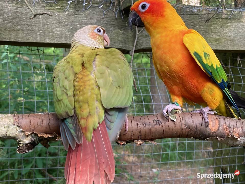 Rudosterki pinaple zielone czerwone pary lęgowe Szaflary