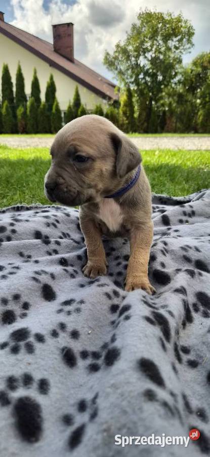 Szczenięta Cane Corso rodowodowe Bychawa