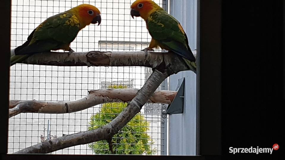 Konura Słoneczna sprzedam