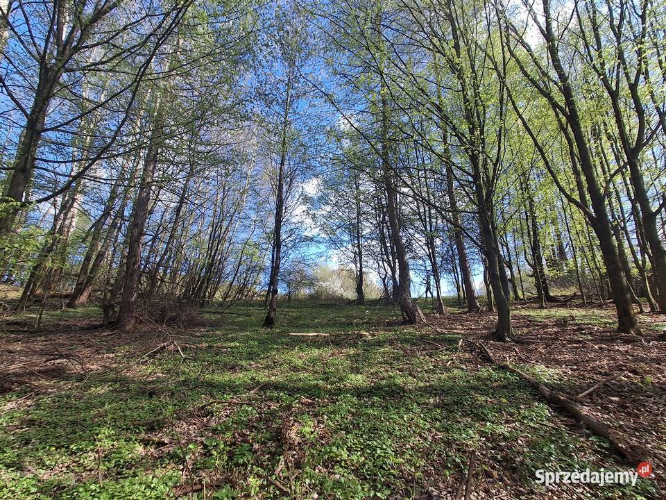 Lipnica dolna Działka rolnoleśna 6zł/m2