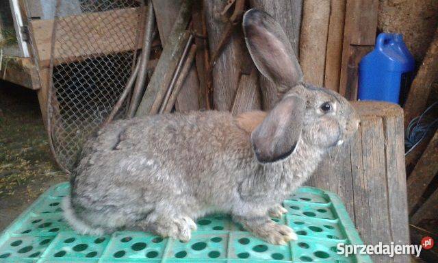 Sprzedam króliki hodowlanemieszańce BO wyprzedaż Pozostałe Stawiski sprzedam