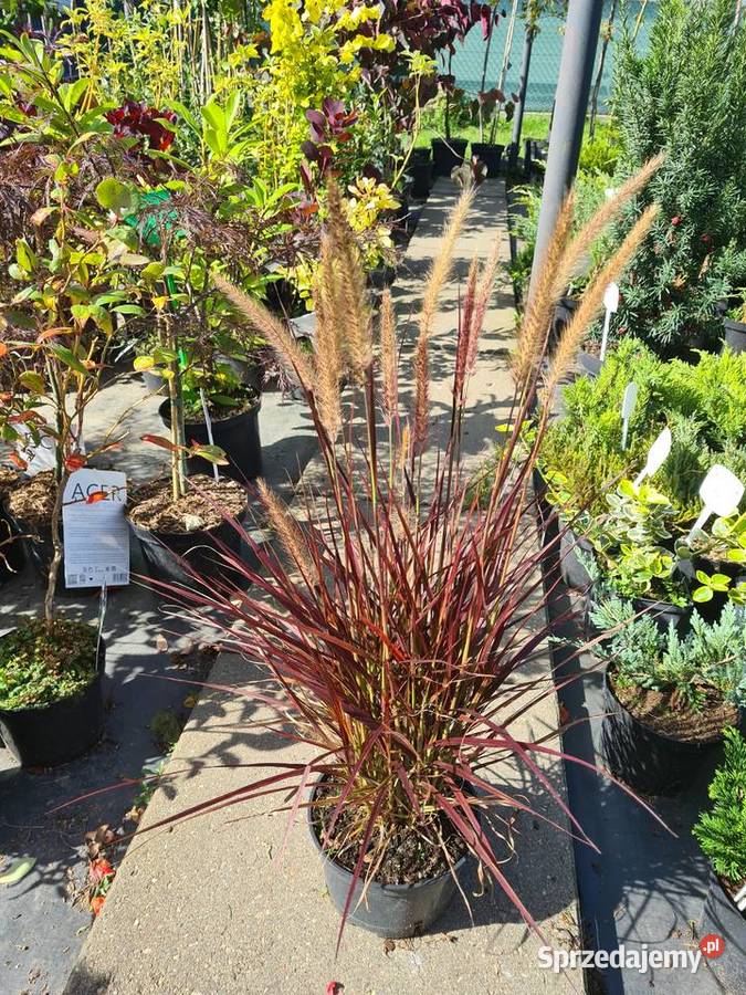 Thuja Smaragd 180200 Szkółka roślin Producent Rydzyny sprzedam