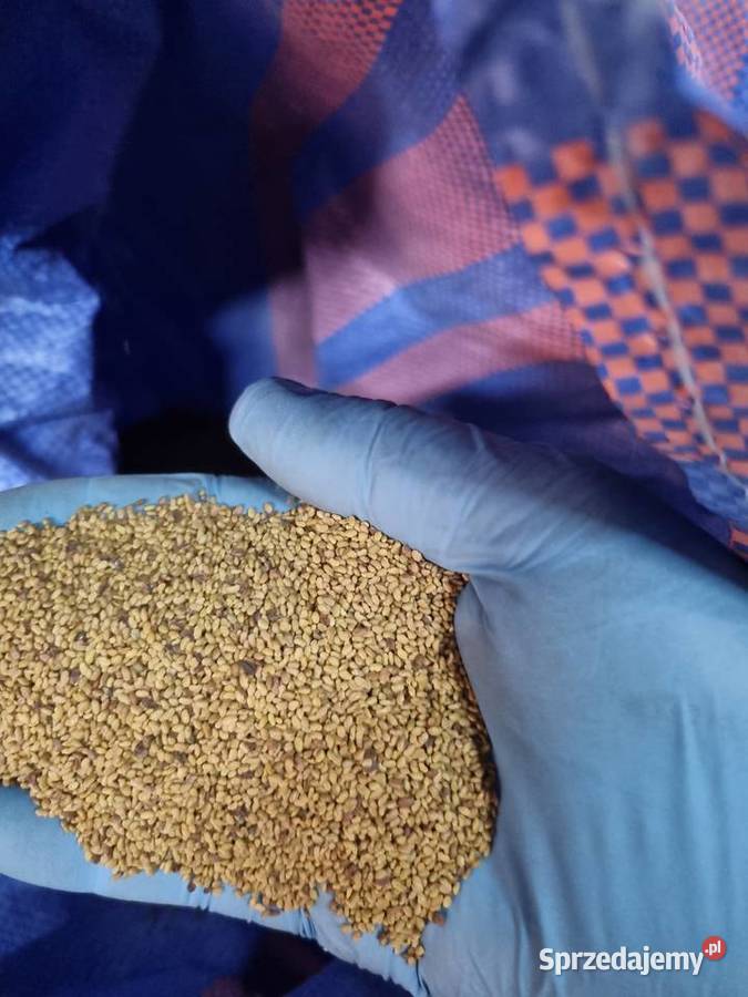 Nasiona lucerny znakomity dodatek do paszport świętokrzyskie