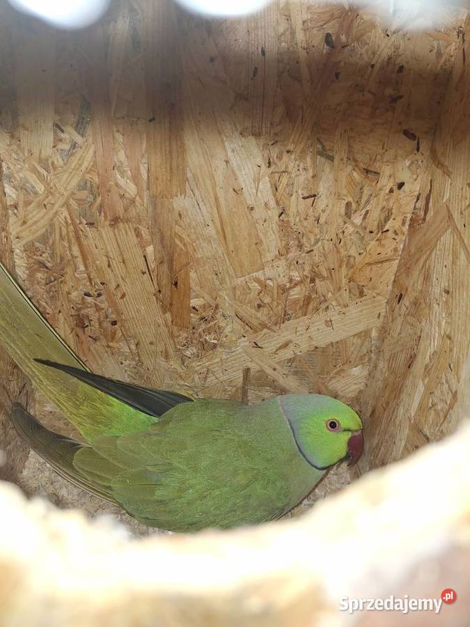 Aleksandretty obrożne para lęgowa