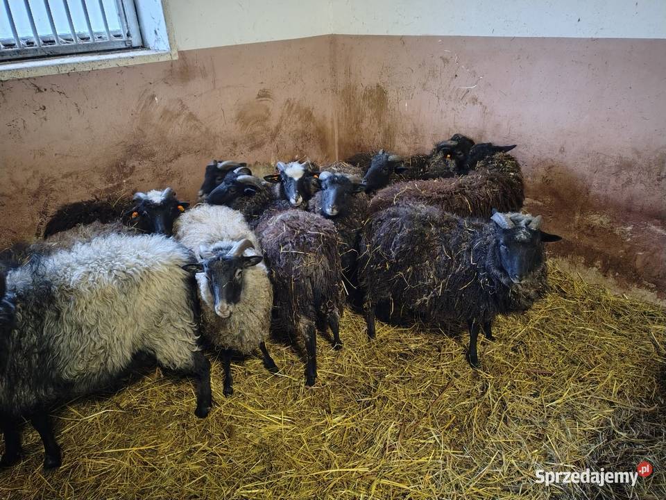 Sprzedam baranki wrzosówki Owce pomorskie