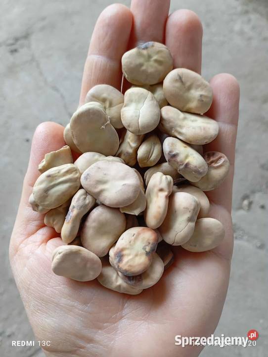 Bób bizon Łętkowice