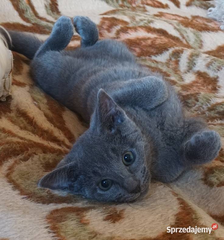 Sprzedam kocięta rasy rosyjskiej niebieskie z Rosyjski