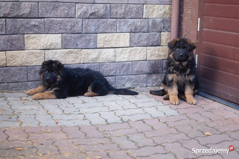 owczarek niemiecki szczeniak długowłosy z mazowieckie