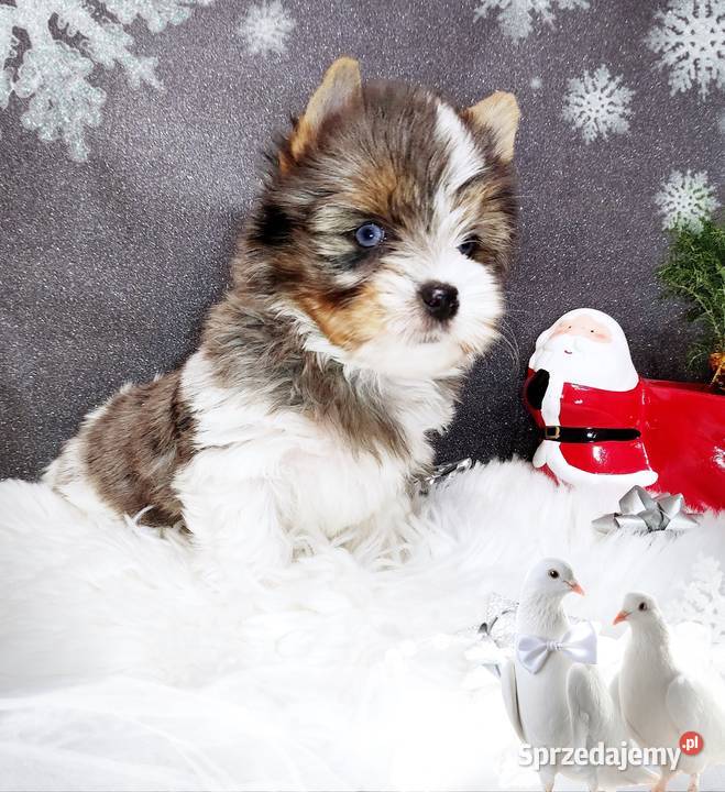 Blueberry Niebieskie Oczy CUDOWNY unikatowy Mega sprzedam