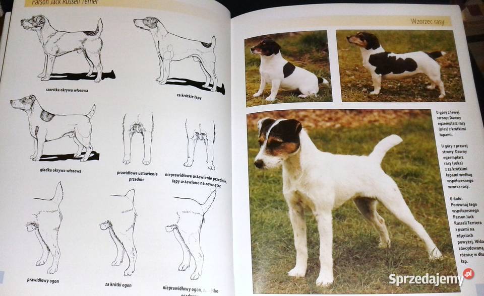Jack Parson Russell Terrier Christina Pettersall twarda Chełm