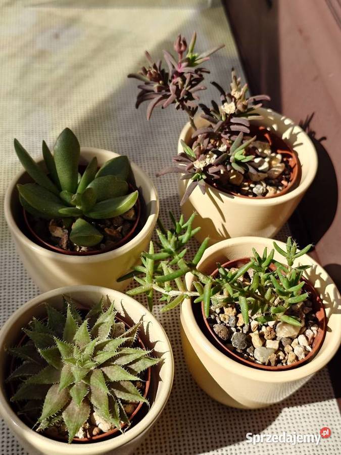 Kpl 4 sukulenty w osłonkach Delosperma Haworthia Warszawa
