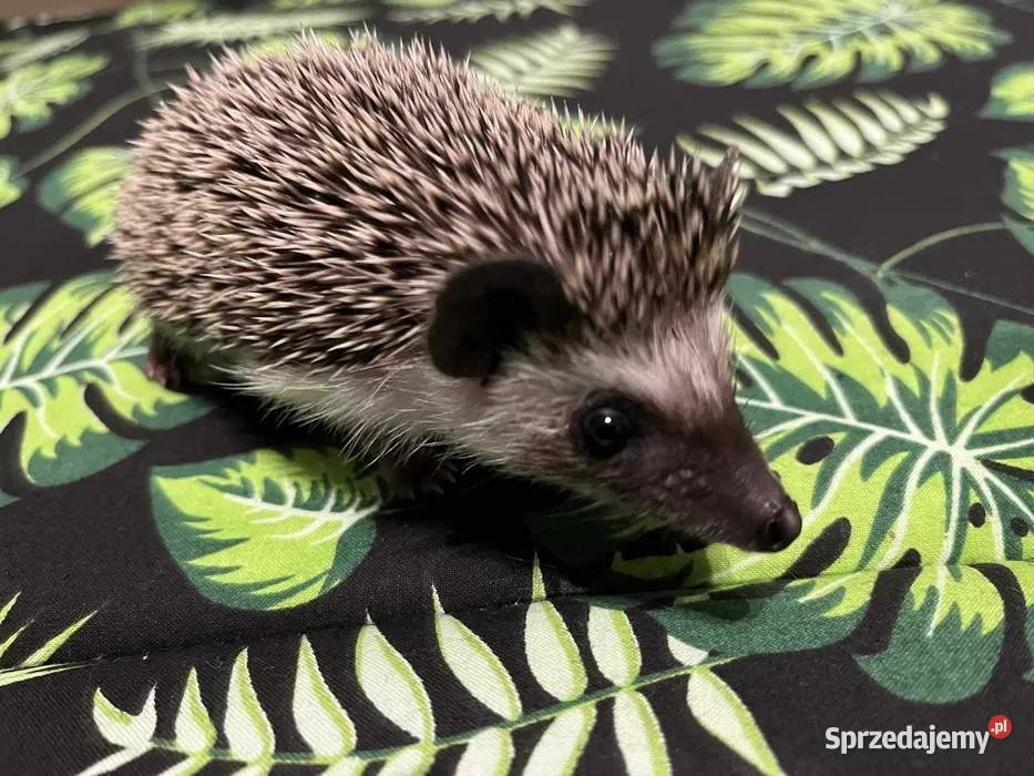 Jeż pigmejski Samiczka spokojna i delikatna mazowieckie Makowiec