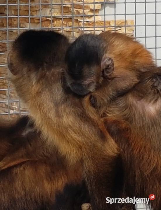 Kapucynka czubata Zwierzęta Bystra