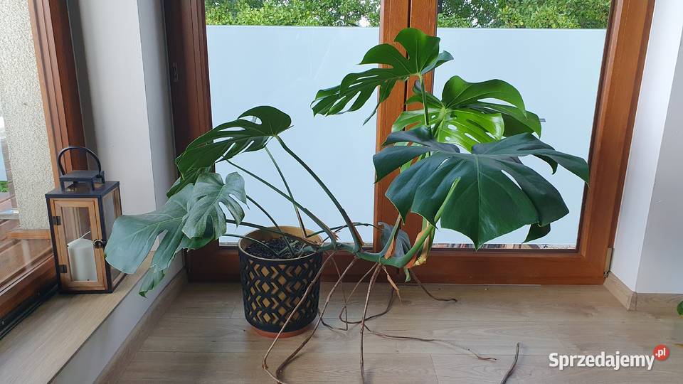 Monstera w doniczce