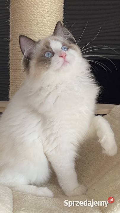 Piękny kocurek Ragdoll gotowy do odbioru z Ragdoll lubuskie sprzedam