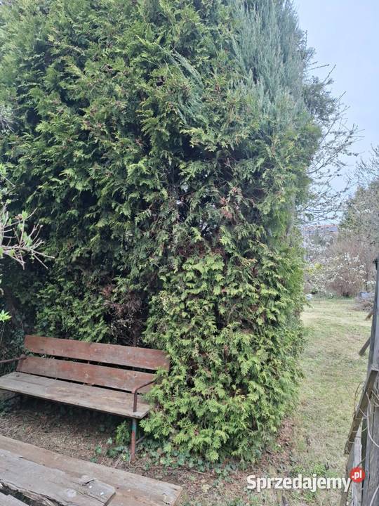 Sprzedam działkę rekreacyjną ROD Magnolia w dolnośląskie