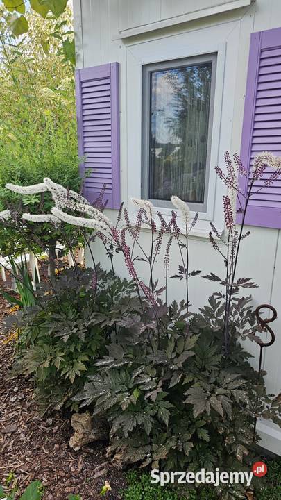 Działka ROD Wrzos w Radomiu Radom