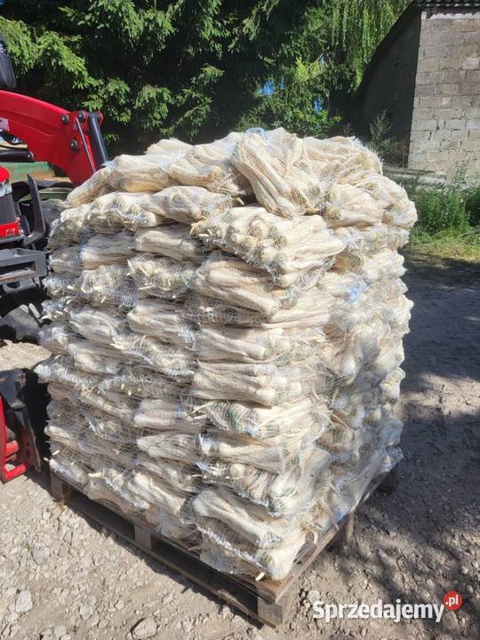 Warzywa pietruszka marchew ziemniaki