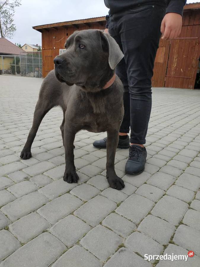 Cane Corso suczka szczeniak blue