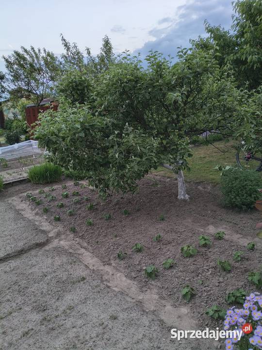 Działka rekreacyjna Krotoszyn