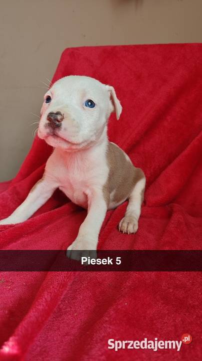 Amstaff Szczeniaki