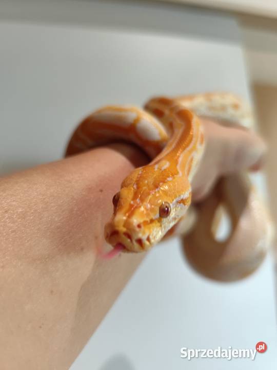 Python Bivittatus mazowieckie sprzedam