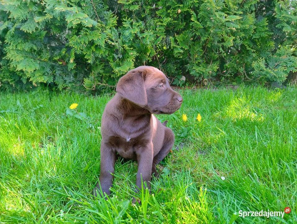 Labrador retriever szczenięta Niedośpielin