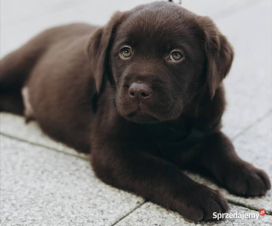 Labrador Retriever Piesek Gostyń
