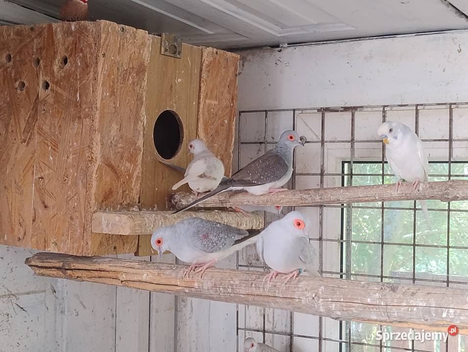 Gołąbki diamentowe Blachownia