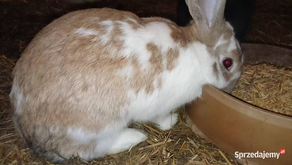 króle króliki samice Bodzentyn sprzedam