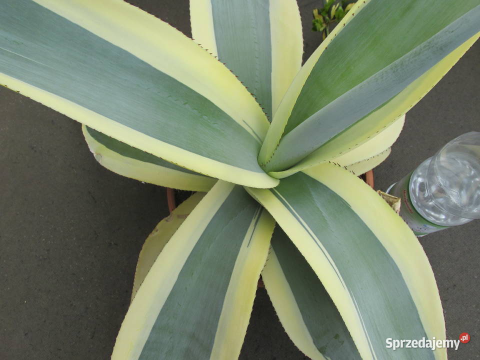 Agawa kolekcjonerska Agave guiengola Creme