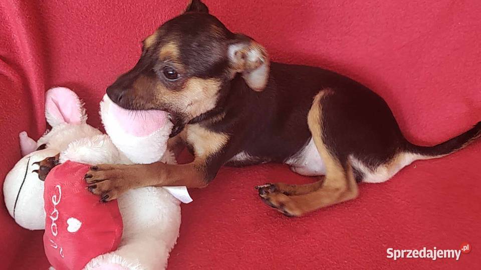 Pieski do Adopcji łódzkie Radomsko sprzedam