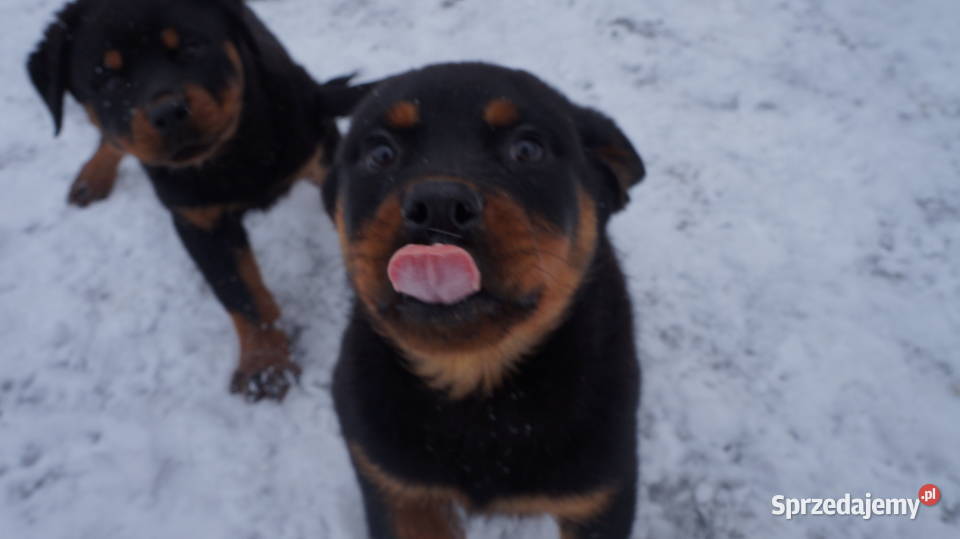Szczenię Rottweiler Bydgoszcz