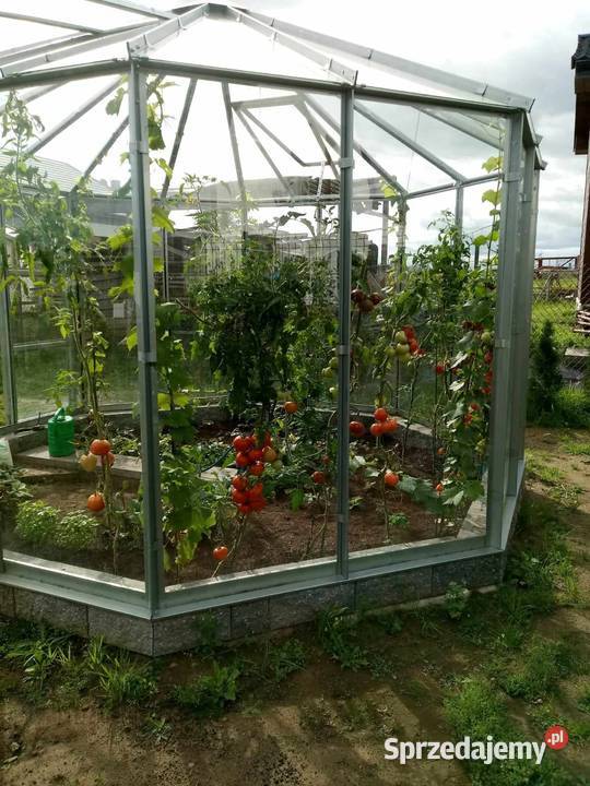 Szklarnia ogrodowa Alicja Szklarnie Łobez