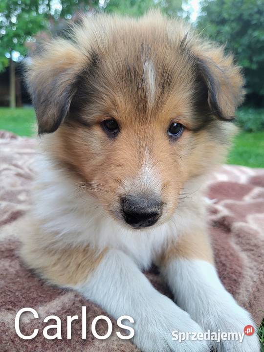 Owczarek szkocki collie szczeniak Owczarek Czarnków