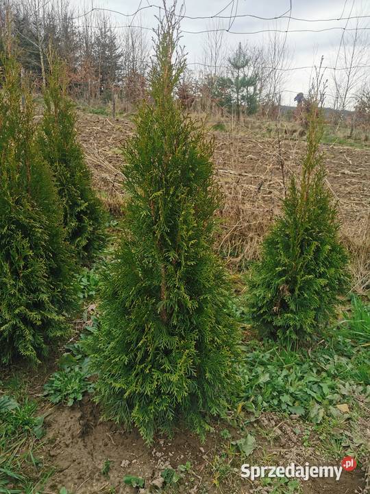 Tuje szmaragd 80140 transport sadzenie Bochnia