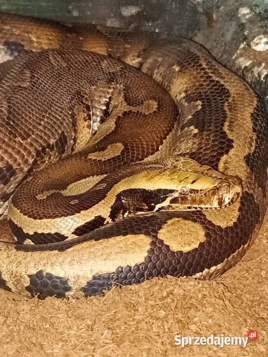 Pyton tygrysi hypo het albino dorodny samiec Zwierzęta Luboń
