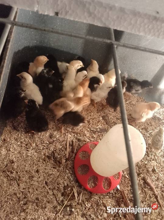 Kurkikoguciki przepiórki Skrzeszewo sprzedam