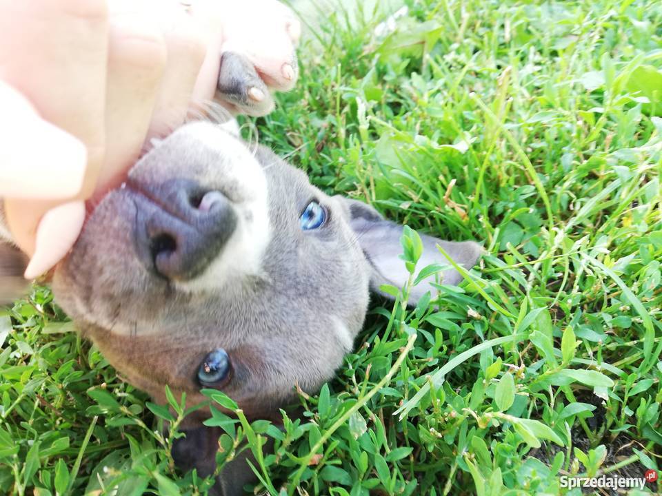 Oddam szczeniaki amstaff Amstaff Sieprawki